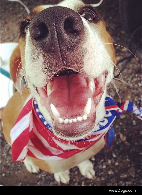 This is my patriotic pup named Corona :)
 