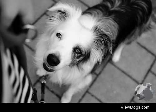 i had her attention! very proud!
coco, my australian shepherd!…