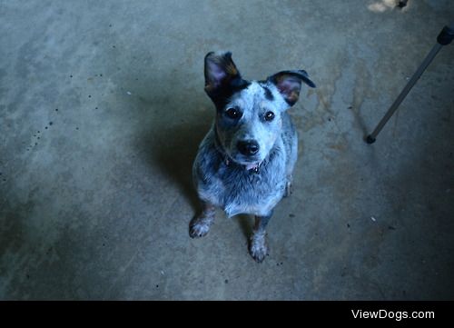 Australian Cattle Dog