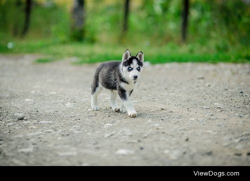 Husky Puppy / / Gabby Deac