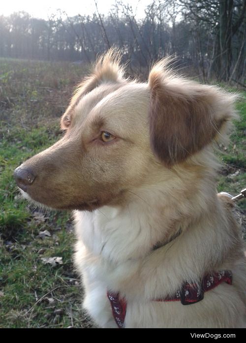 This is Nola, my two year old nova scotia duck tolling retriever…