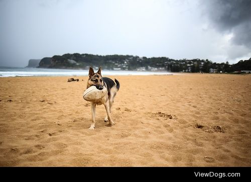 German Shepard / / Galardo Sugito