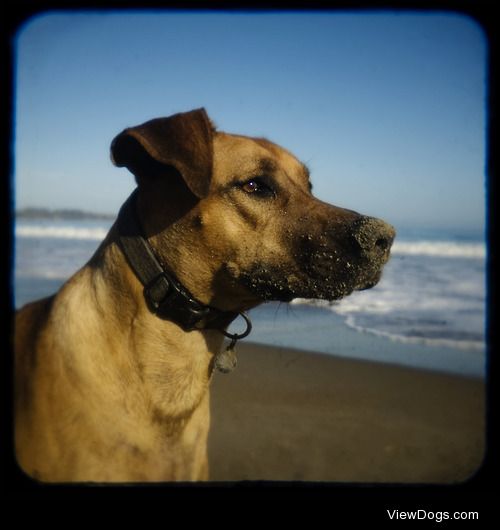 This is Ruby at Stinson Beach, CA. 