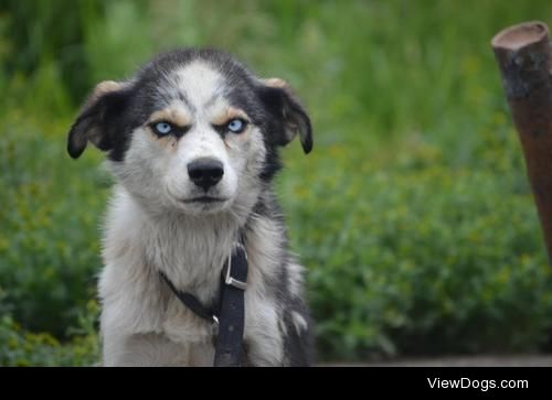 samanthuhhh:

This dog is permanently angry
(and up for…