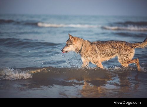 tempurafriedhappiness:

a natural hunter and true predator 