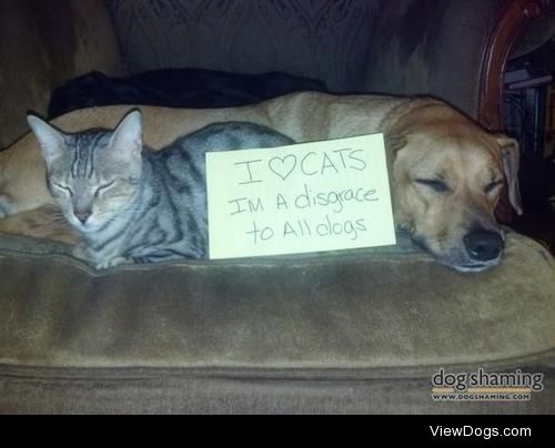 Kitties are a dog’s best friend

Our dog junior and our cat pig…