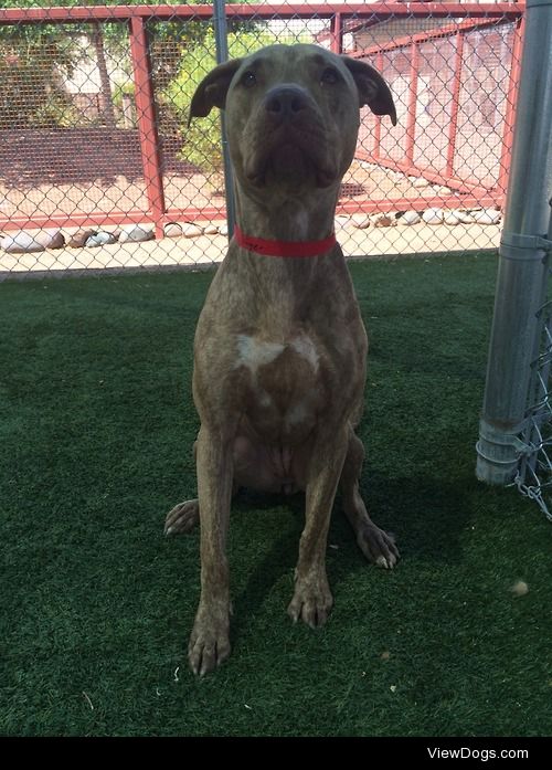 animalaspects:

Ginger is a beautiful and gentle female pit bull…