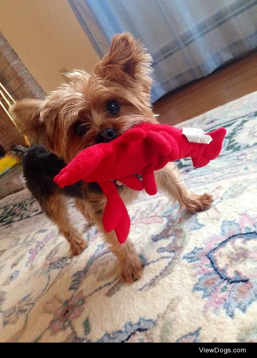 This is my 3 year old Yorkshire Terrier named Sasha. I love her…