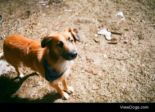 Bronson, the majestic Collie-Shepard mix.