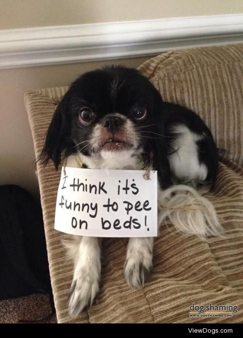 Fun on the beds!!!

I think its funny to pee on beds!!! This is…
