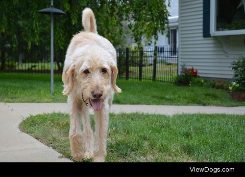 Zeke, 6 year old Labradoodle
flamesconsort.tumblr.com