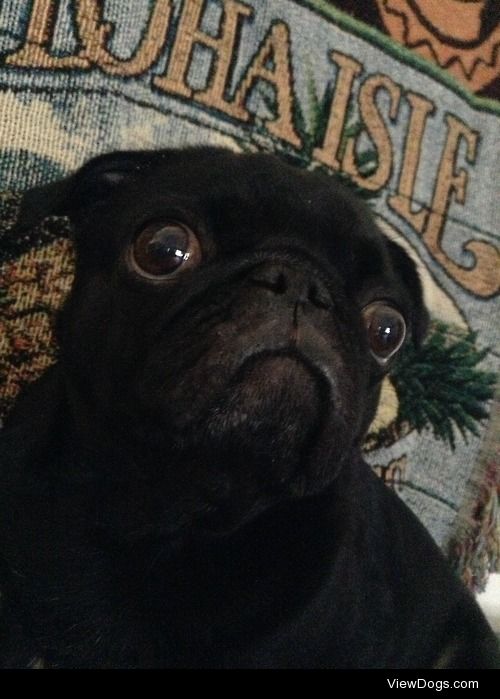 Black Pearl the black pug