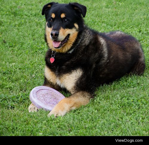 My puppy-dog Brewster. He’s a 9-year old Rottweiler/Husky mix.