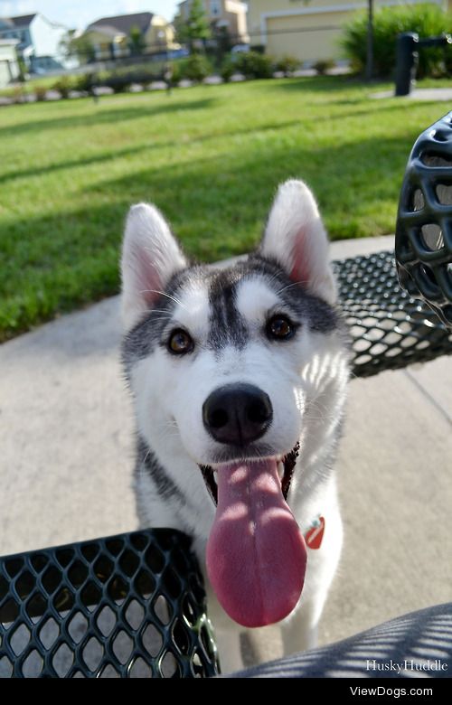 huskyhuddle:

Is my “gimmie that treat face” working mom?