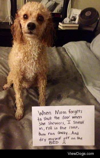 Uninvited Shower Guest

When mom forgets to shut the door to the…