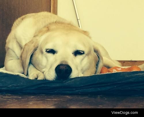 Our gorgeous labrador Sage. She enjoys snoozing and eating…