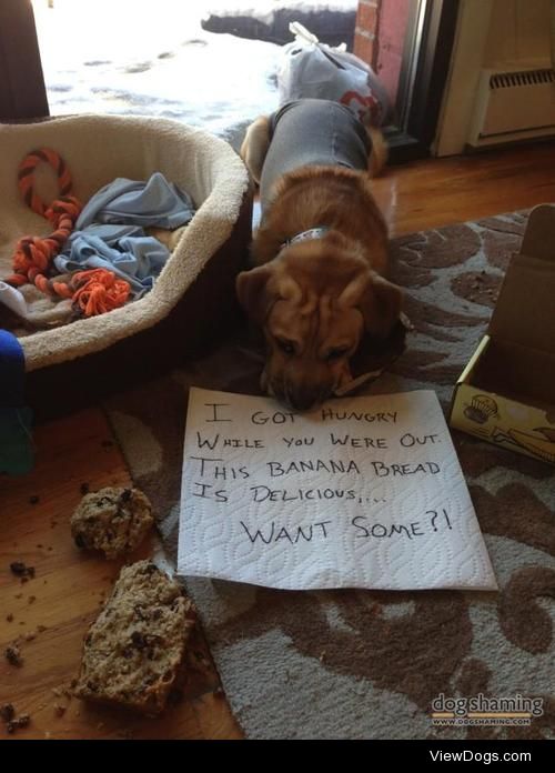 Banana Bread Feast

My dog, Walt, got into a loaf of Banana…