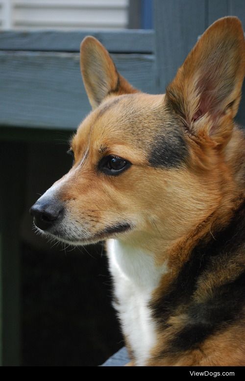 Fidet, our 7 year old pembroke welsh corgi.