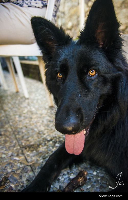 My sister’s Black German Shepherd, XO
For more photography of…