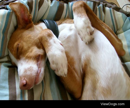 Cody dreaming (Podenco Andaluz)
Ute Latzke, artist on…