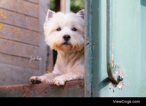 hadissima:

This cute little guy is Timmy, a West Highland White…