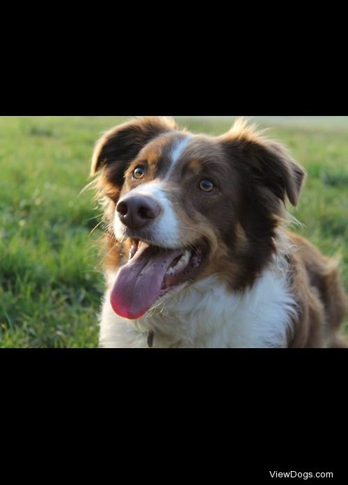 My 3 year old red and white Border Collie: Chester