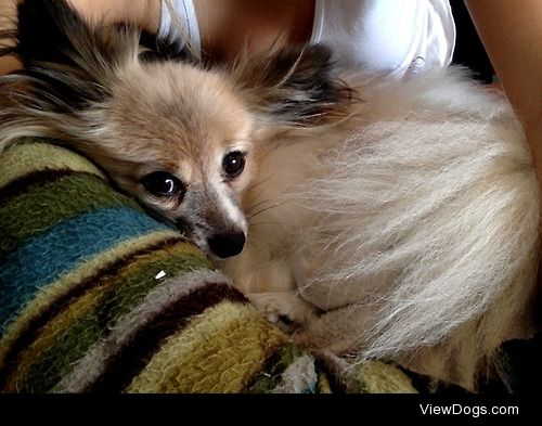 This is Smudge a 10 year old papillon. He isn’t one to cuddle…