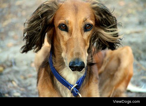 Strider, 5 year old Saluki. // wispofsomething 