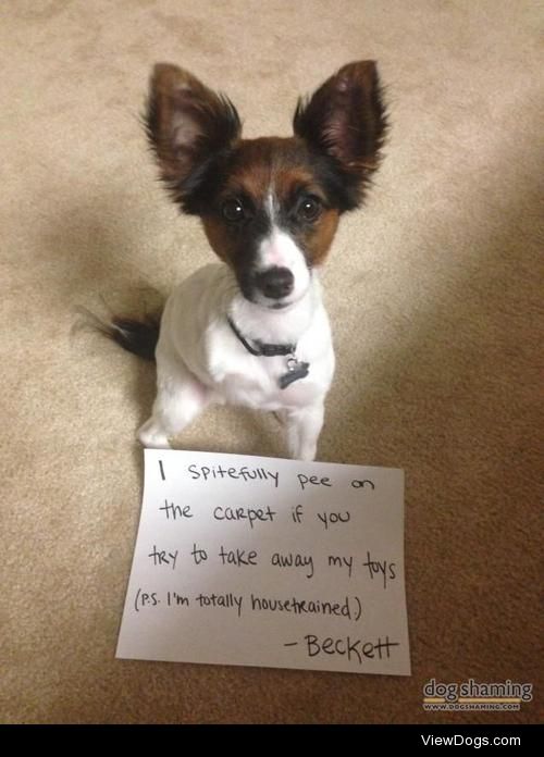 I’m a tri-peed on your rug, sorry!

“I spitefully pee on the…