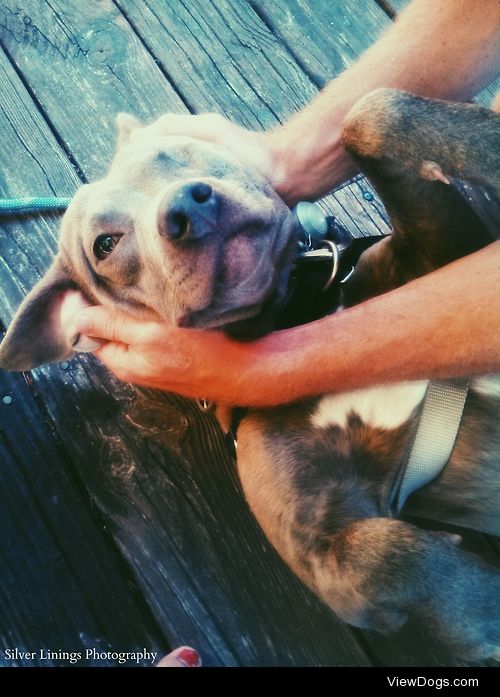 My sisters’ adorable Pitbull rescue, One Eyed Jack :)
photo by…