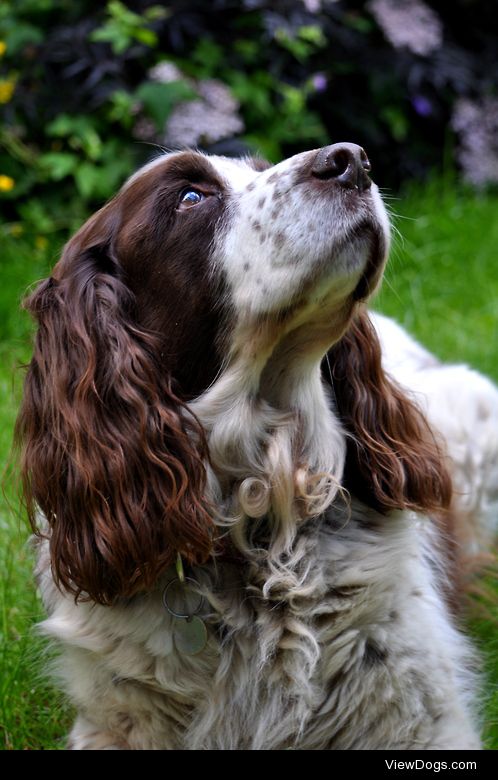 Tipton – English Springer Spaniel