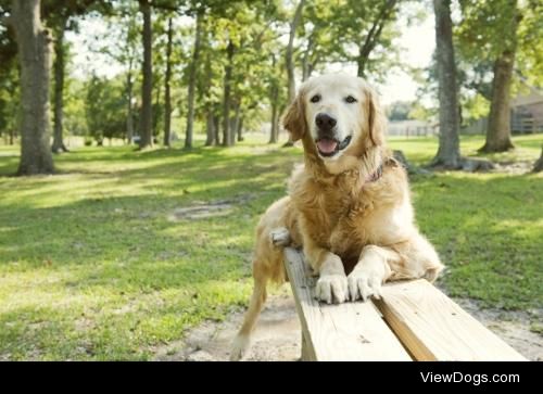 Shae
Golden Retriever • Senior • Female • Large
Golden…