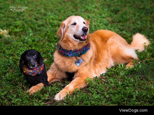 This is Willie, my Golden, and Biscuit, the Dachshund that just…