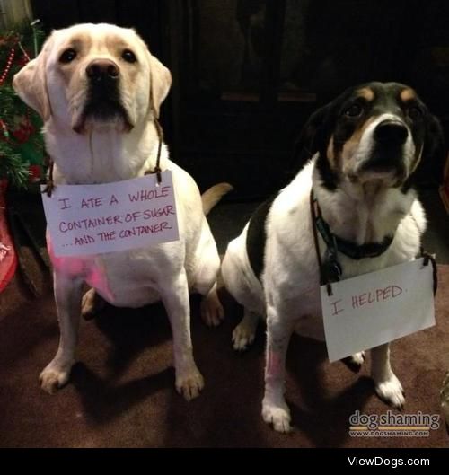 Quick, hide the evidence! Eat the bowl too!!

Mom left the…