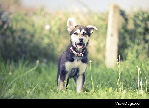 Direwolf Puppy / / Sam Spilsbury