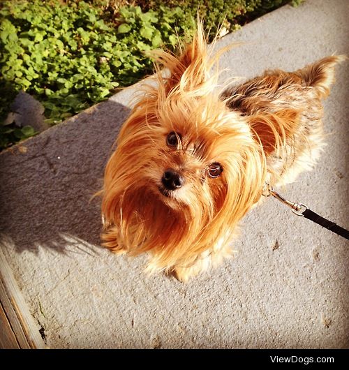 Lucy 10 Yorkie