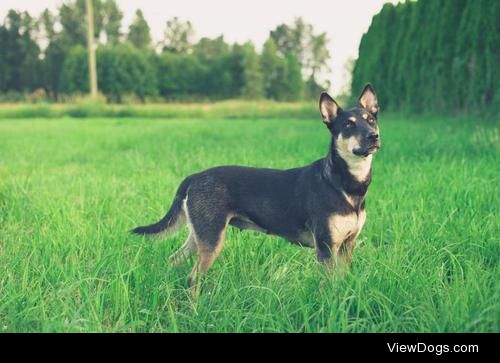 SHEVA
Australian Kelpie & Husky Mix • Adult • Female •…