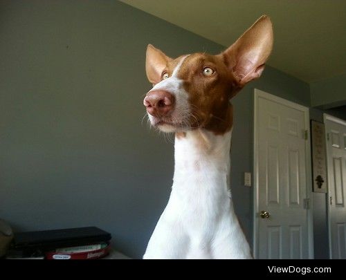 Reno the Ibizan Hound

dogsbeingfriends.tumblr.com