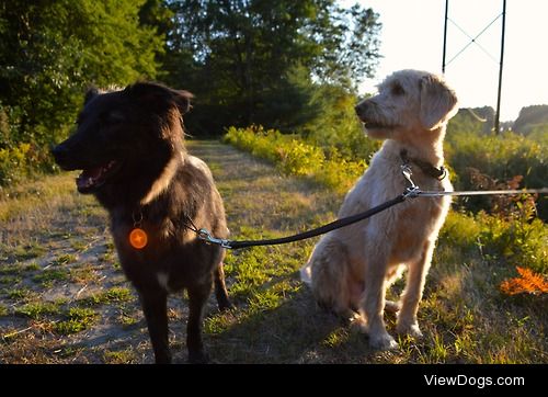 Took all the pups to the woods today. They were quite excited….