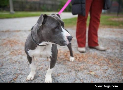 Ruth
Pit Bull Terrier Mix • Adult • Female • Medium
Lake Shore…