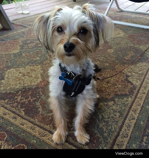 Stormageddon Craig Harrison. He’s a 1 year old Yorkie/Maltese….