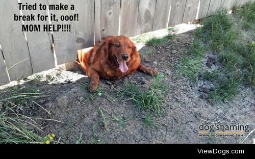 Go, save yourself!!

My husband moved the fence in our back…