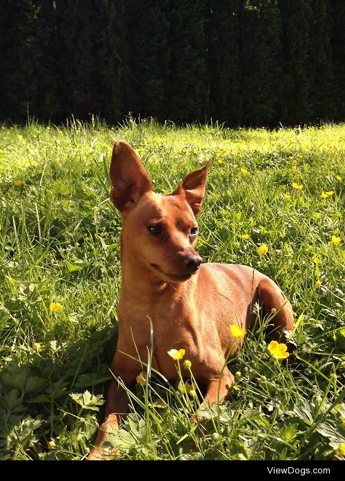 Nothing makes him happier then the sunshine .