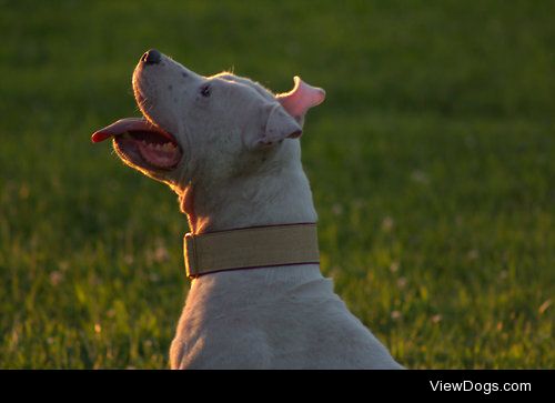 Piper showing off her new collar.
She can be found at…