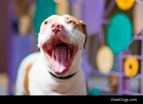 Diver
Boxer & American Bulldog Mix • Young • Male •…