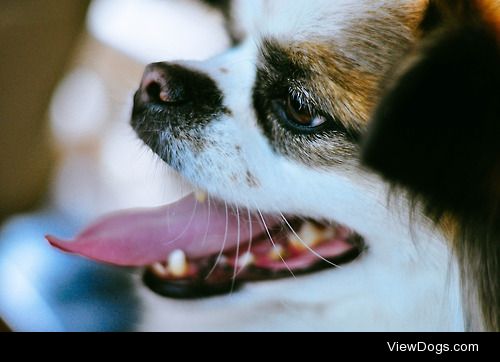 a happy dog makes me happy.
– Turqmoose photography