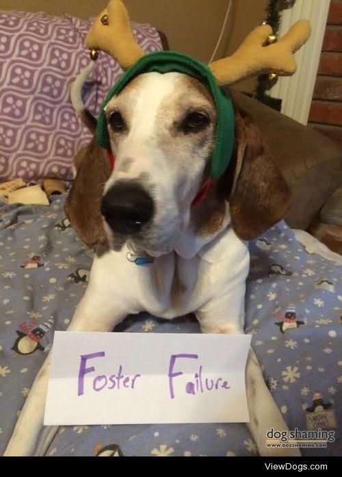 I have senioritis

After being a foster for over a year Hugh…
