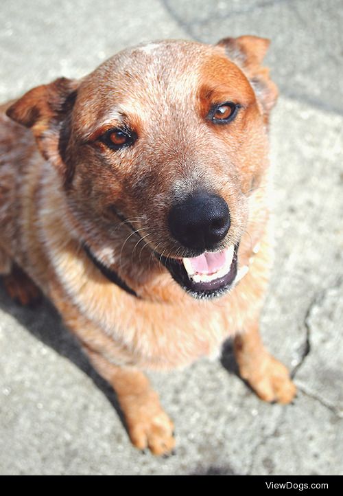 My mom’s Australian Cattle Dog, Hank