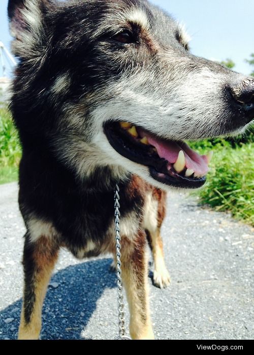 This poor old pup.  Fourteen year old german shepherd collie mix…