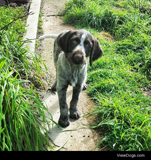 Tilly, the German Wirehaired Pointer.Submitted by whiskydarlin